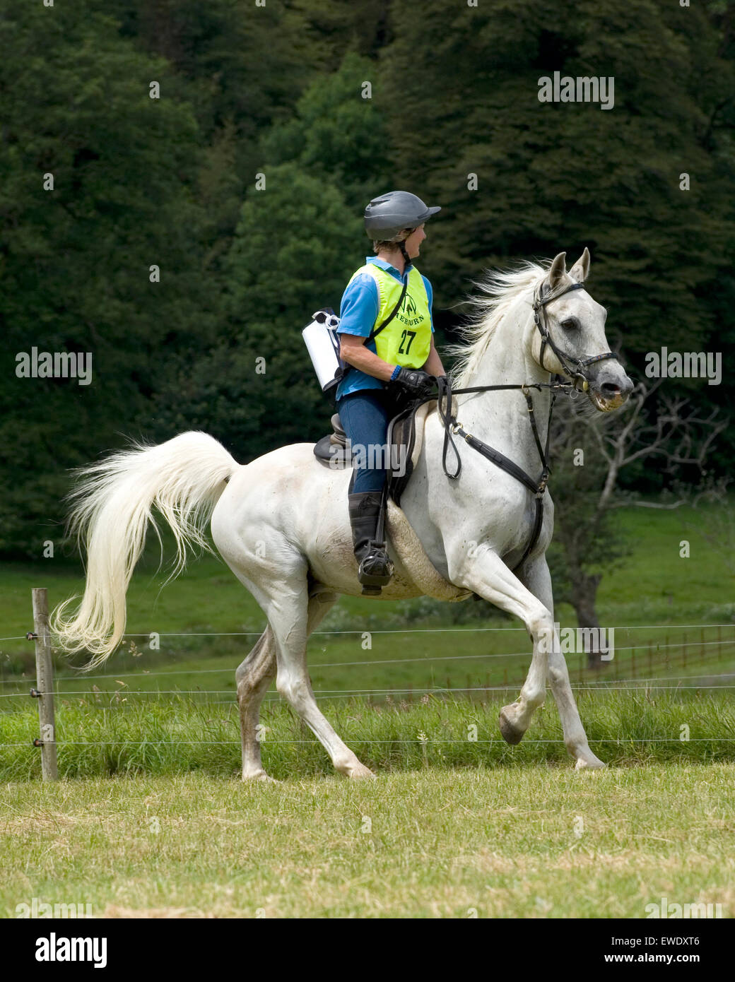 Cavalier d'endurance sur cheval arabe Banque D'Images