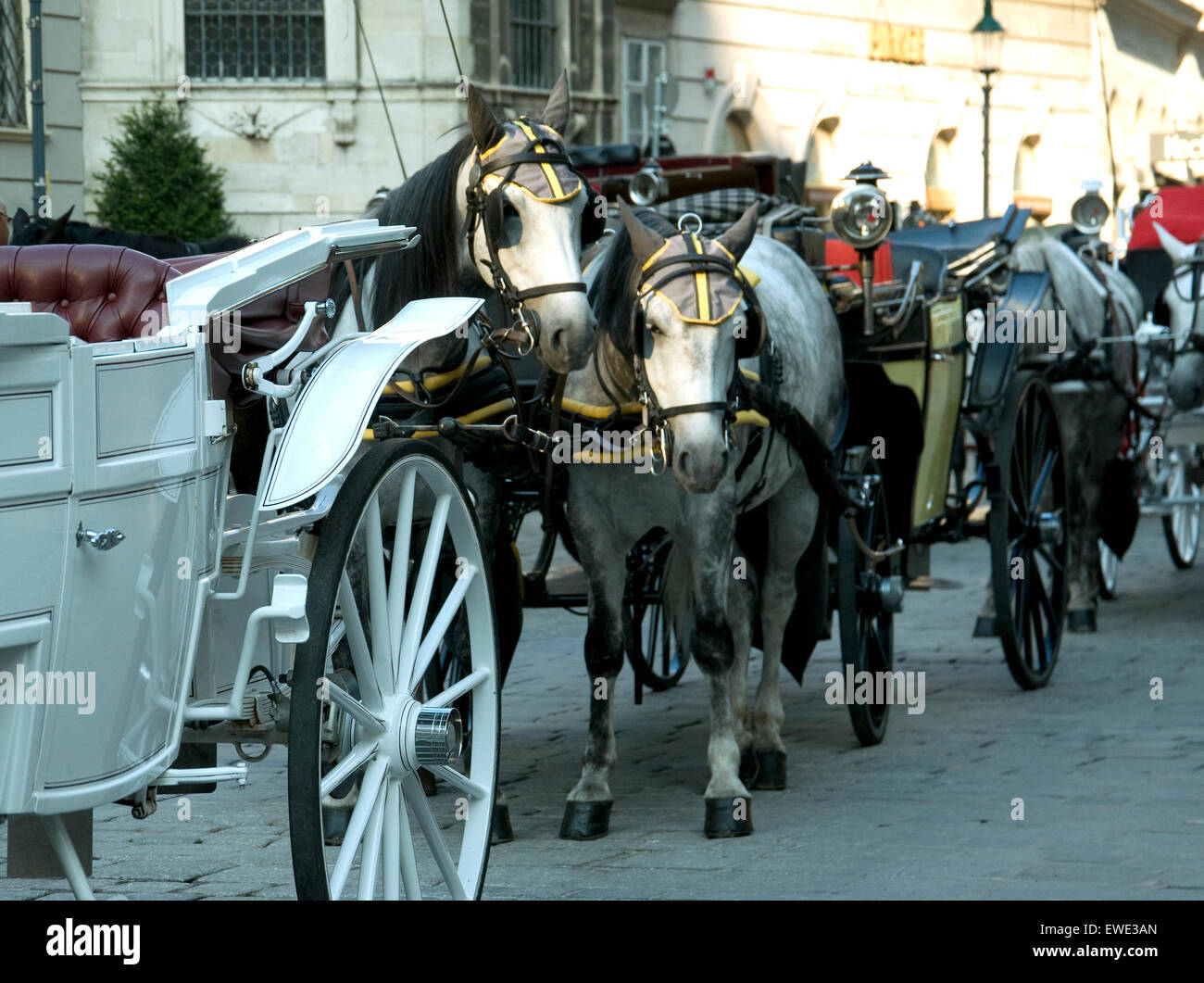 Crépuscule à Vienne comme approches chevaux tirant fiacres, touristiques ou les voitures, prendre un repos Banque D'Images