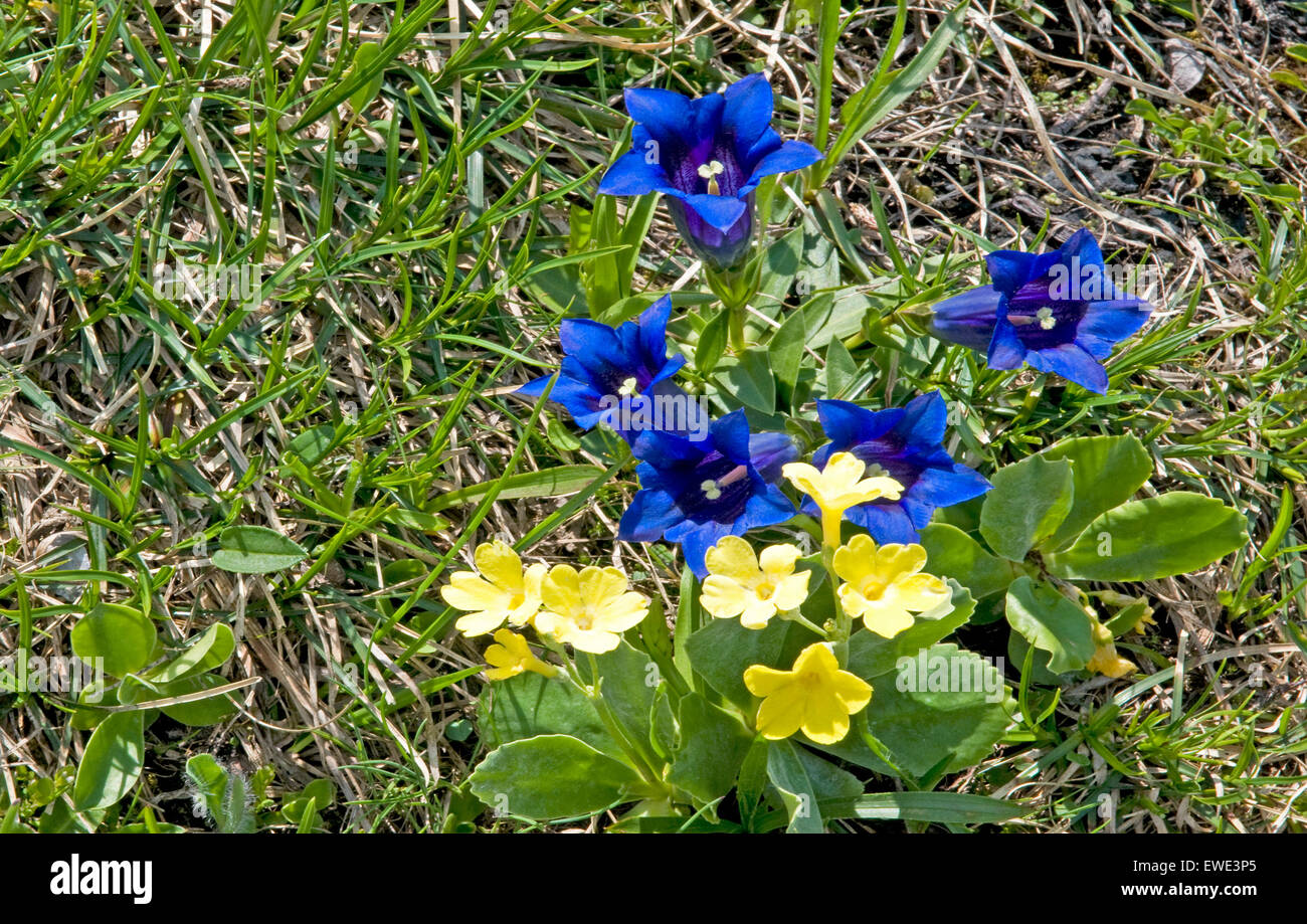La flore de l'Oberland Bernois, Suisse. La gentiane de Clusius et l'oreille d'Ours Banque D'Images