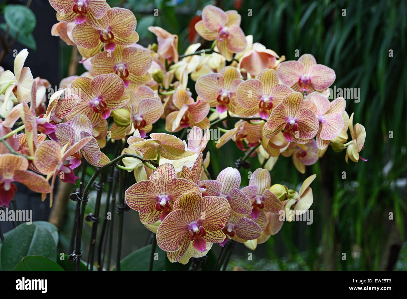 Chine Shanghai orchidées orchidées fleurs Chine Shanghai orchidée Shanghai jardin botanique Xuhui District Chine Chinois Banque D'Images
