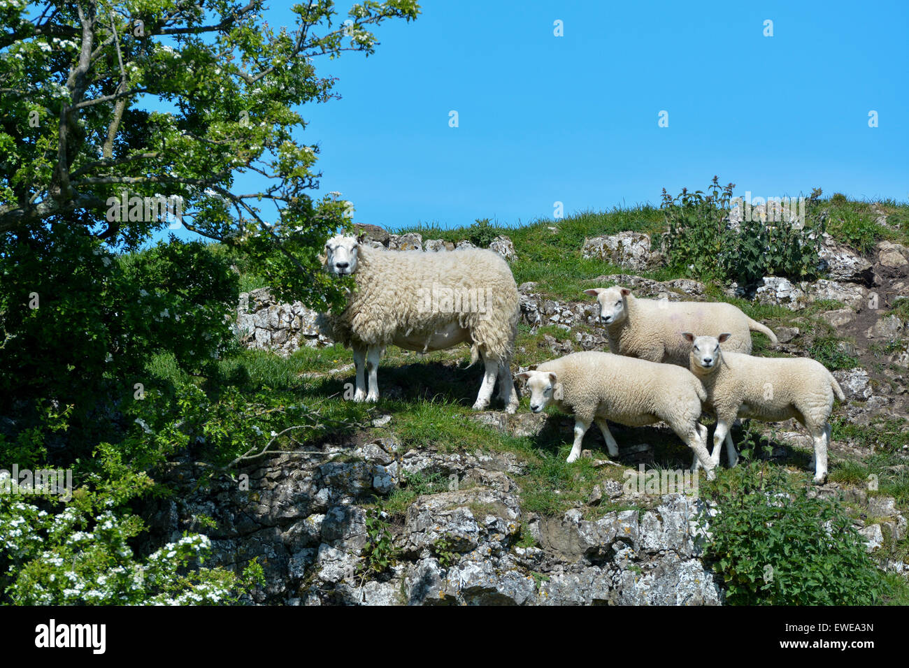 Moutons en pâturage avec loegel jet dont les agneaux à pied. , Cumbria (Royaume-Uni). Banque D'Images