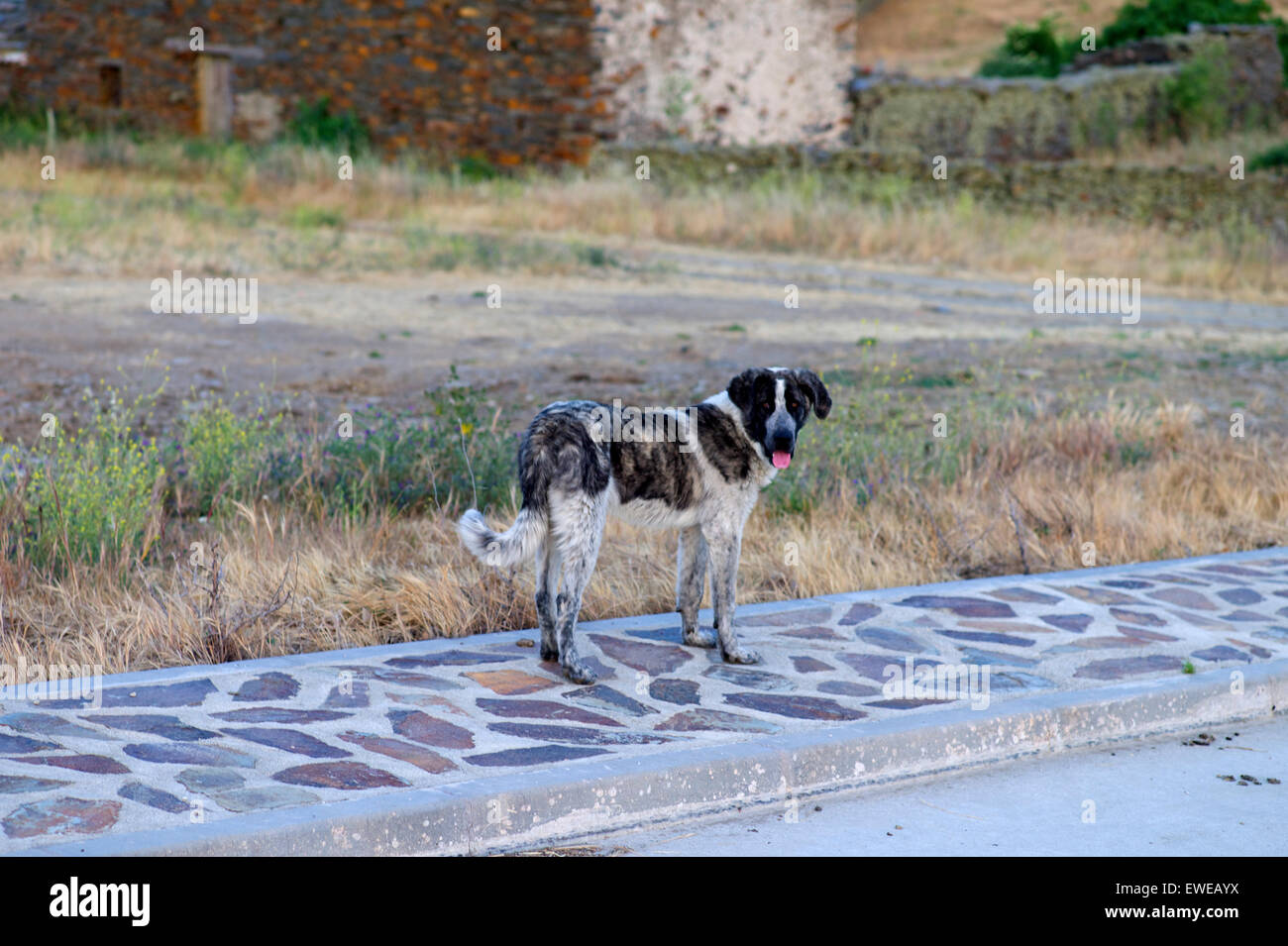 Jeune chien de Mastiff, Espagne Banque D'Images