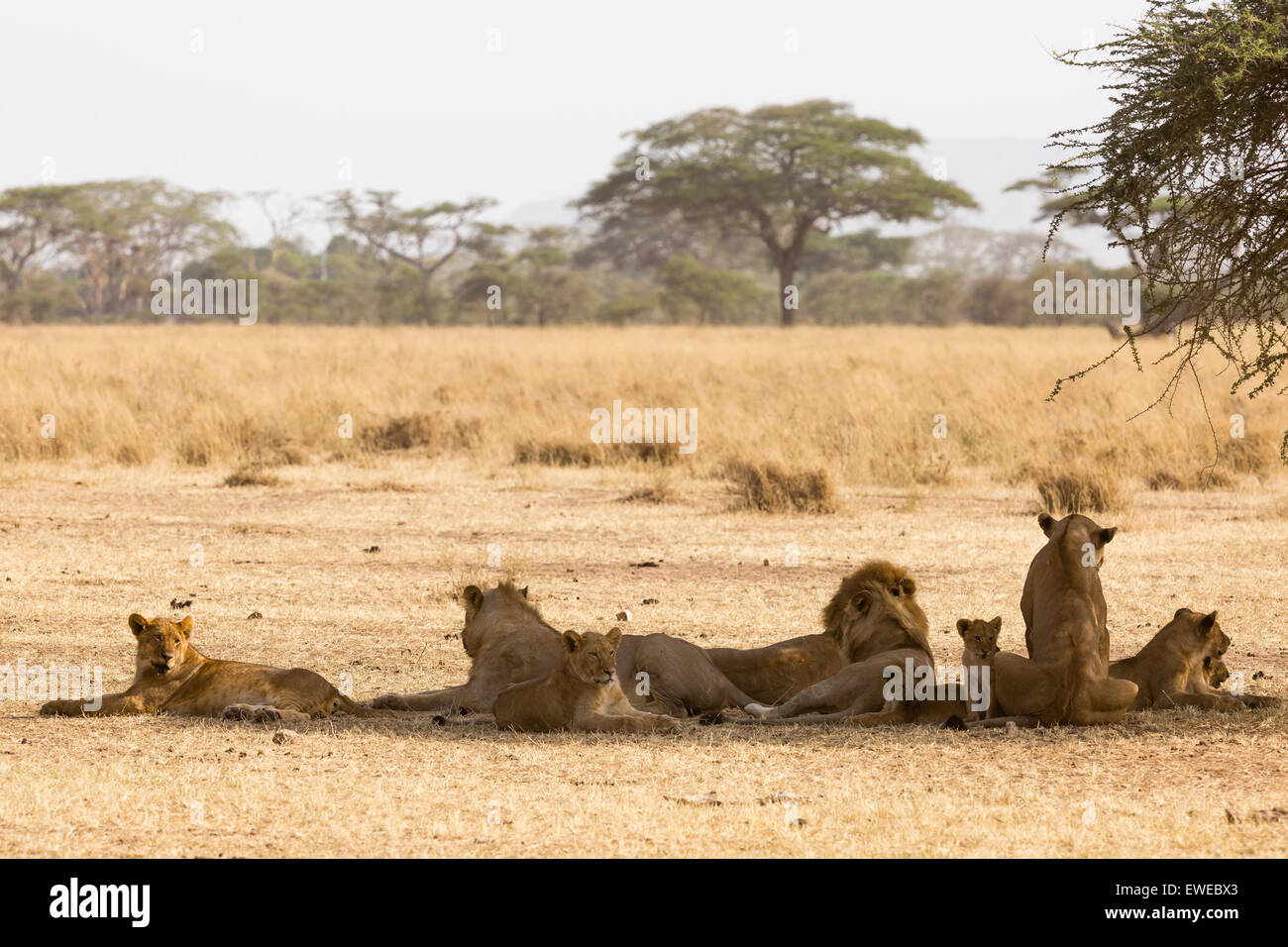 Troupe de lions (Panthera leo) reposant à l'ombre d'un acacia dans le Serengeti en Tanzanie Banque D'Images
