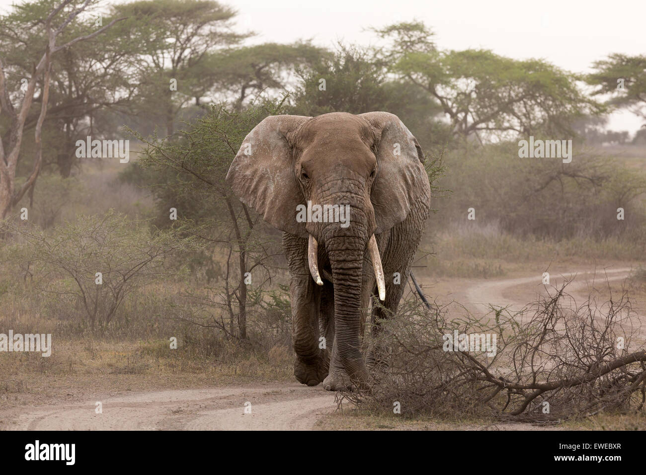 Un éléphant (Loxodonta africana) promenades à travers la forêt dans le Serengeti en Tanzanie Banque D'Images