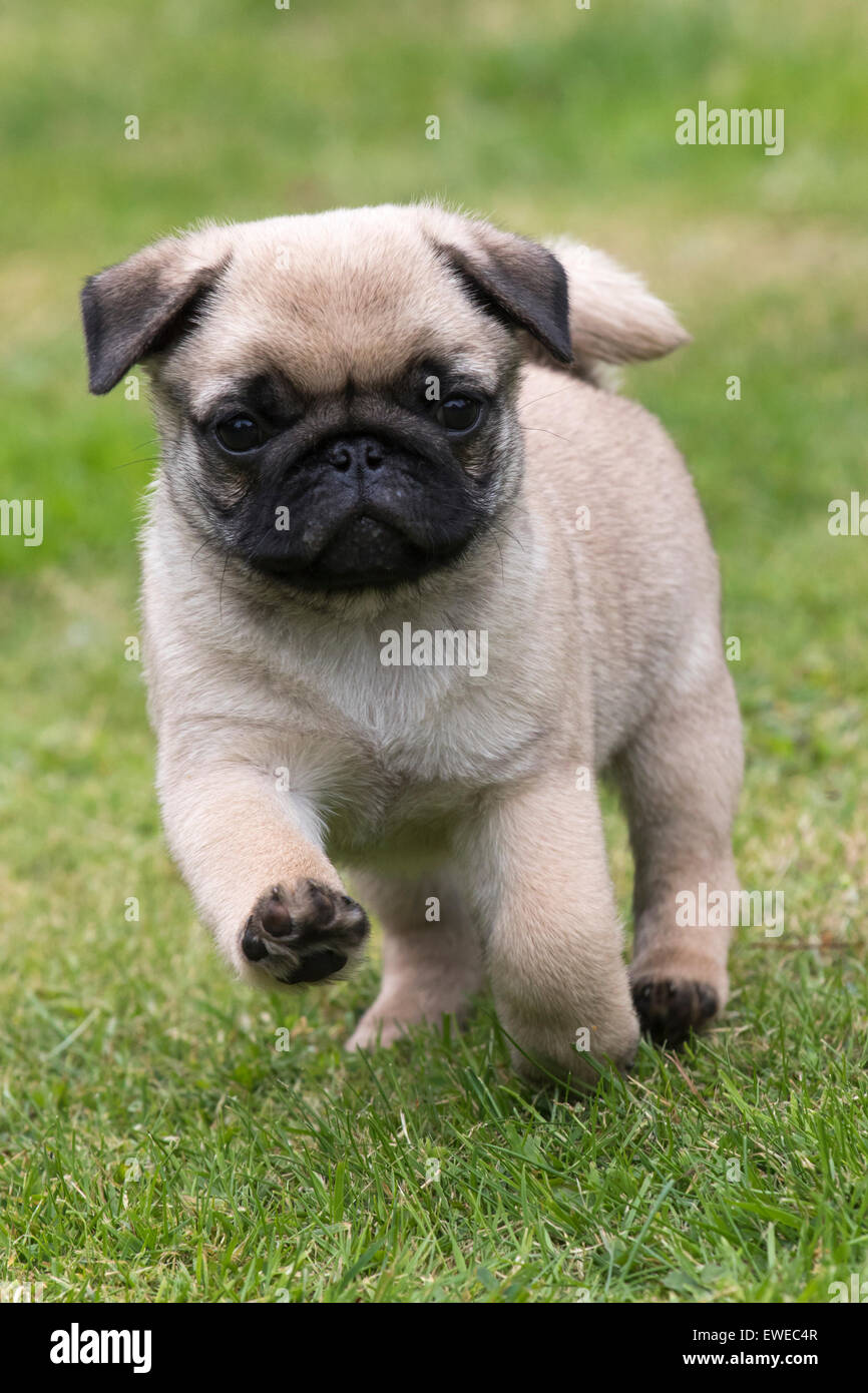 Chiot Carlin Banque D'Images