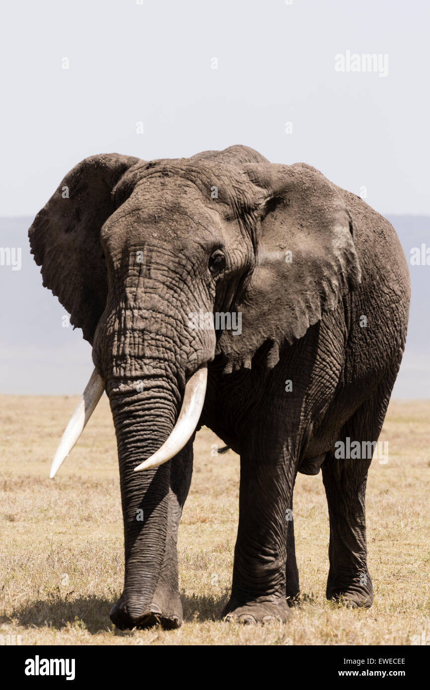 Elephant (Loxodonta africana) en marche dans le cratère Ngorogoro Tanzanie Banque D'Images