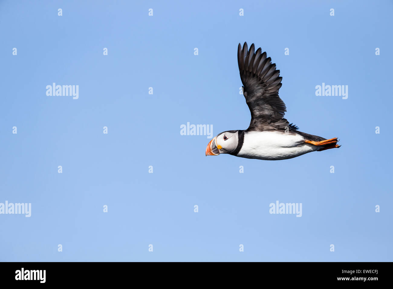 Vol macareux sur l'île de mai, l'Ecosse Banque D'Images