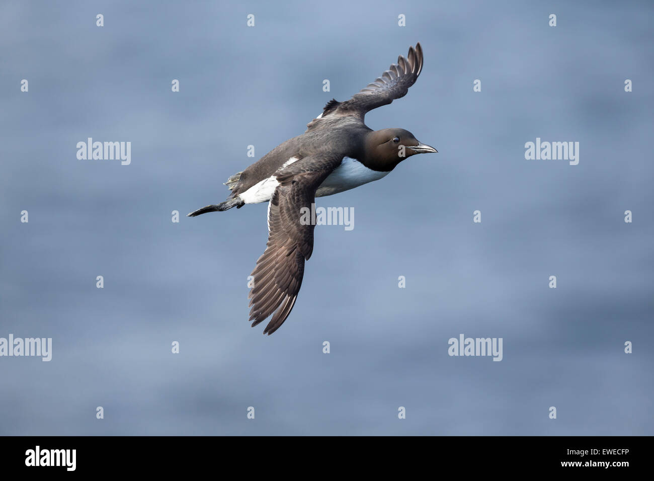 Guillemot en vol au dessus de la mer à l'île de mai Scotland UK Banque D'Images