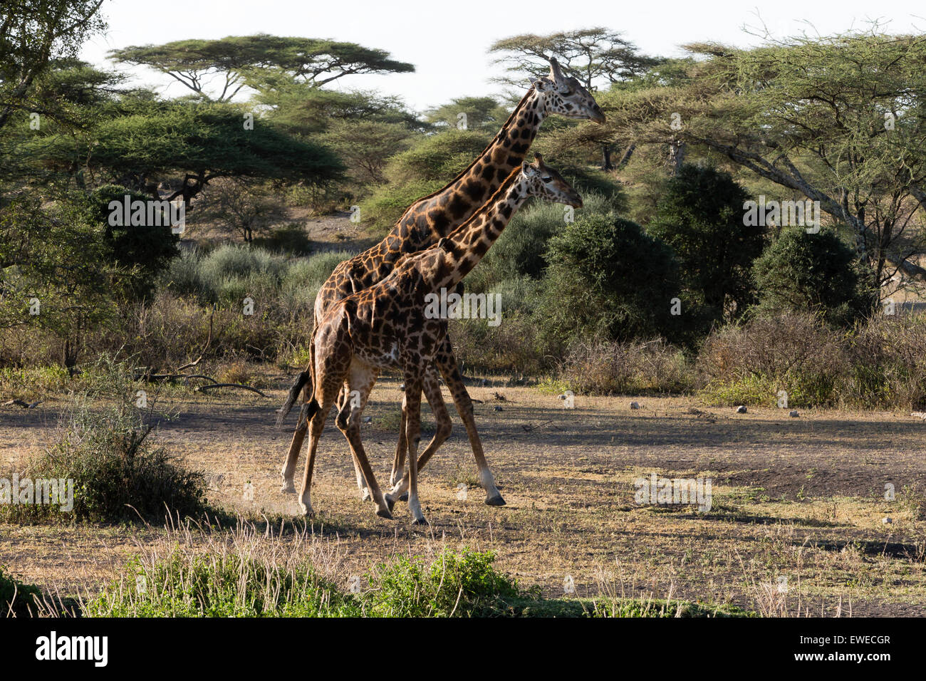 Les Masais Girafe (Giraffa camelopardalis) marche à travers la forêt dans le Serengeti Tanani Banque D'Images