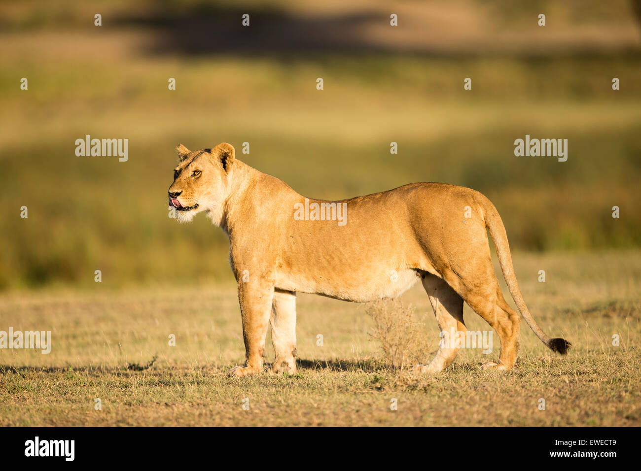 Une lionne (Panthera leo) lèche ses lèvres et se tient en alerte sur les plaines de la Tanzanie Ndutu Banque D'Images