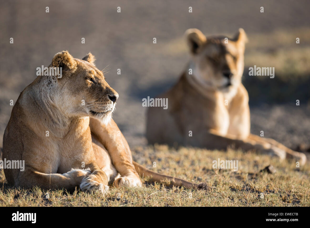 Lionnes (Panthera leo) reste à l'aube sur les plaines de la Tanzanie Ndutu Banque D'Images