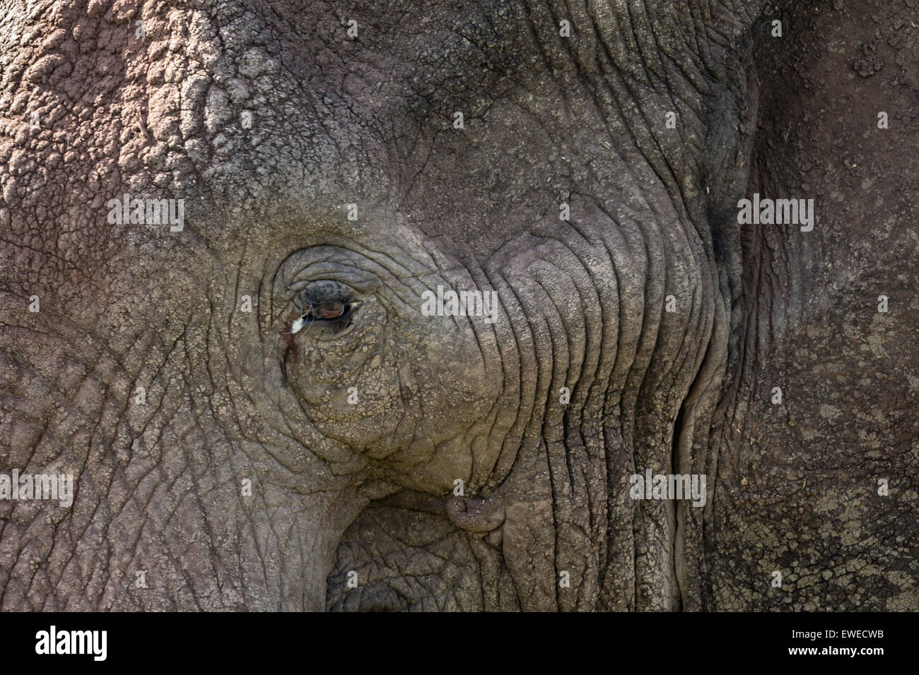 Elephant (Loxodonta africana) close up portrait of cratère Ngorogoro Tanzanie Banque D'Images