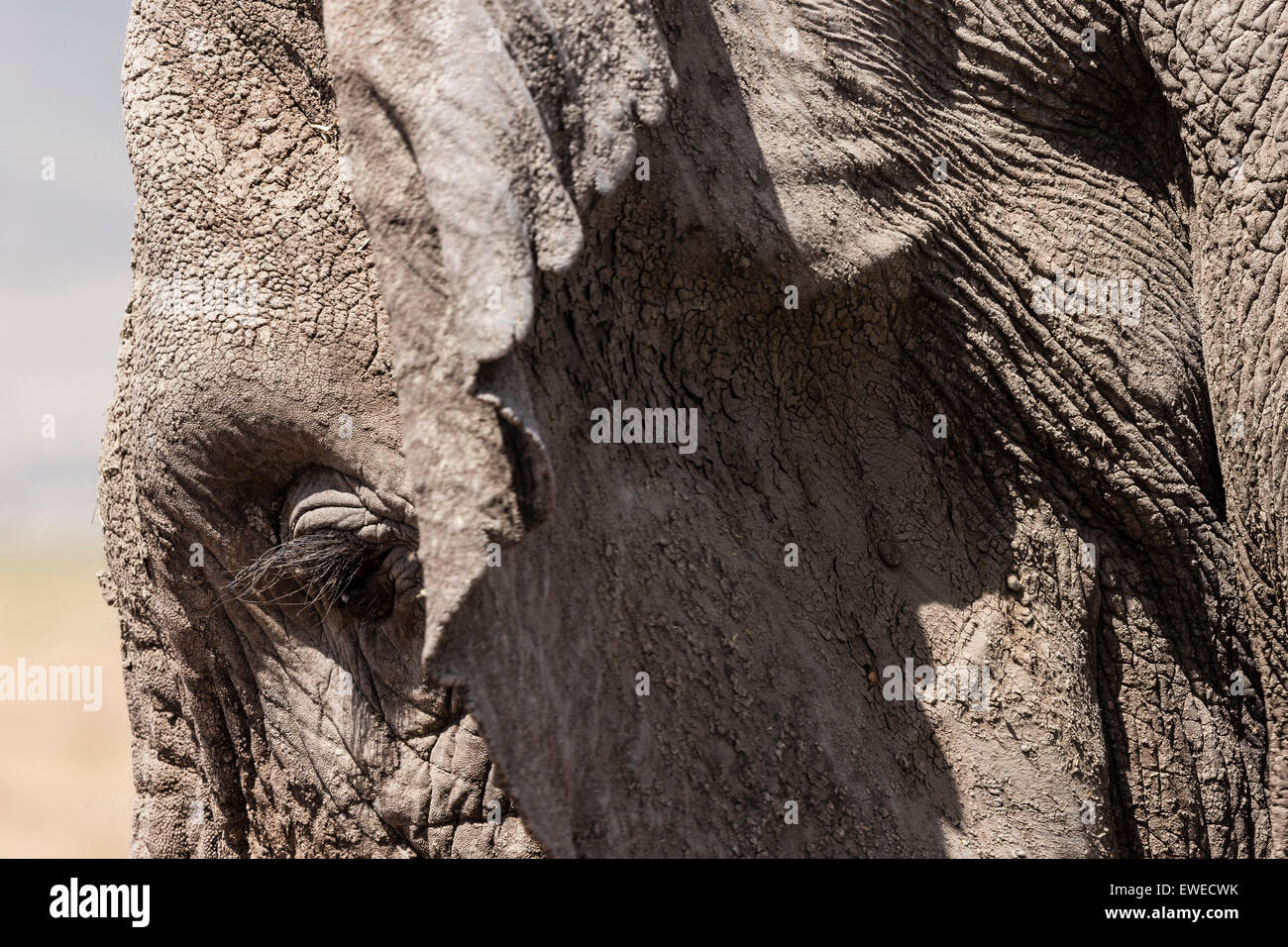 Elephant (Loxodonta africana) ; close up portrait of cratère Ngorogoro Tanzanie Banque D'Images