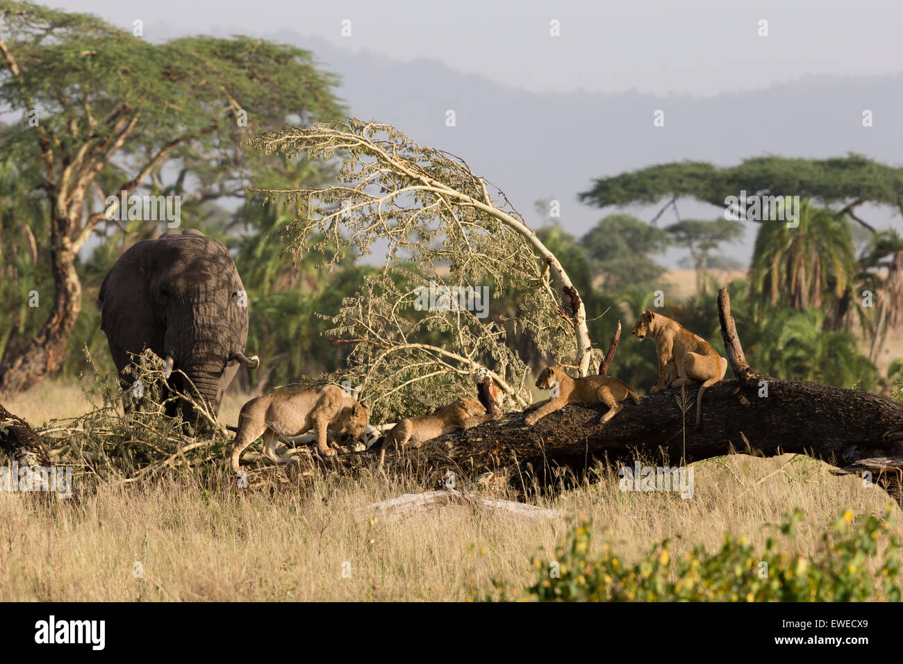 Une troupe de lions (Panthera leo) reste sur un tronc d'arbre tombé alors que l'éléphant (Loxodonta africana) à proximité ; Ta Serengeti Banque D'Images