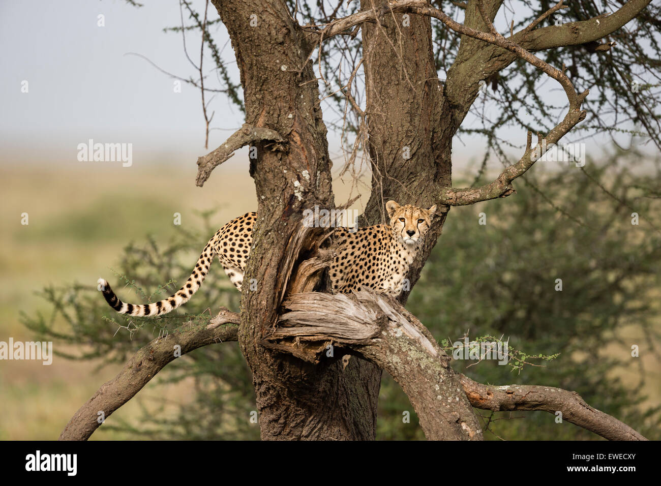 Un Guépard (Acinonyx jubatus) vues la savane d'un point de vue en haut d'un arbre dans le Serengeti en Tanzanie Banque D'Images