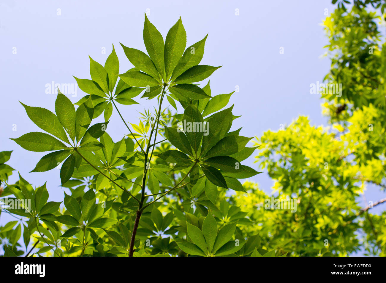 Feuille de Ceiba Banque D'Images