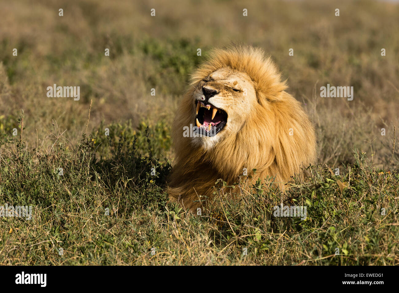 Un lion (Panthera leo) repose dans l'herbe haute dans le Serengeti en Tanzanie Banque D'Images