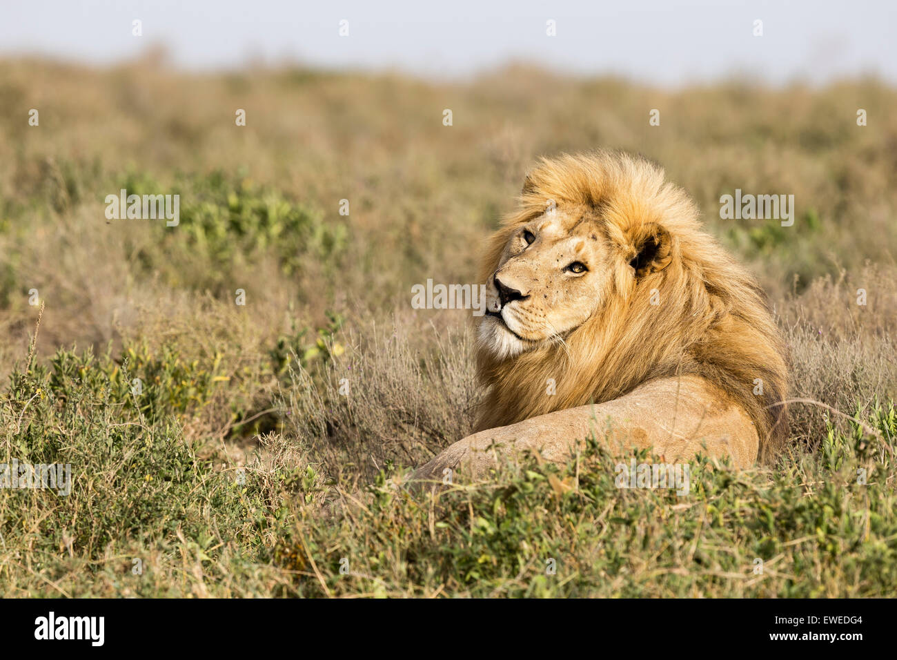 Un lion (Panthera leo) repose dans l'herbe haute dans le Serengeti en Tanzanie Banque D'Images