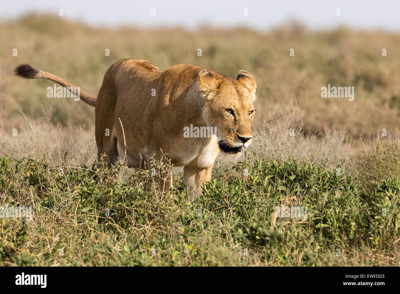 Une lionne (Panthera leo) promenades à travers l'herbe haute dans le Serengeti en Tanzanie Banque D'Images