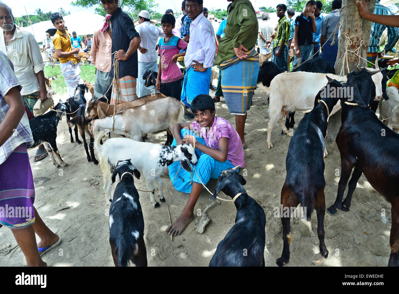 Certains villageois avec chèvre domestique pour les ventes à l'Kaikcarateke marché hebdomadaire, district de Narayanganj au Bangladesh, le 21 juin 2015. Banque D'Images