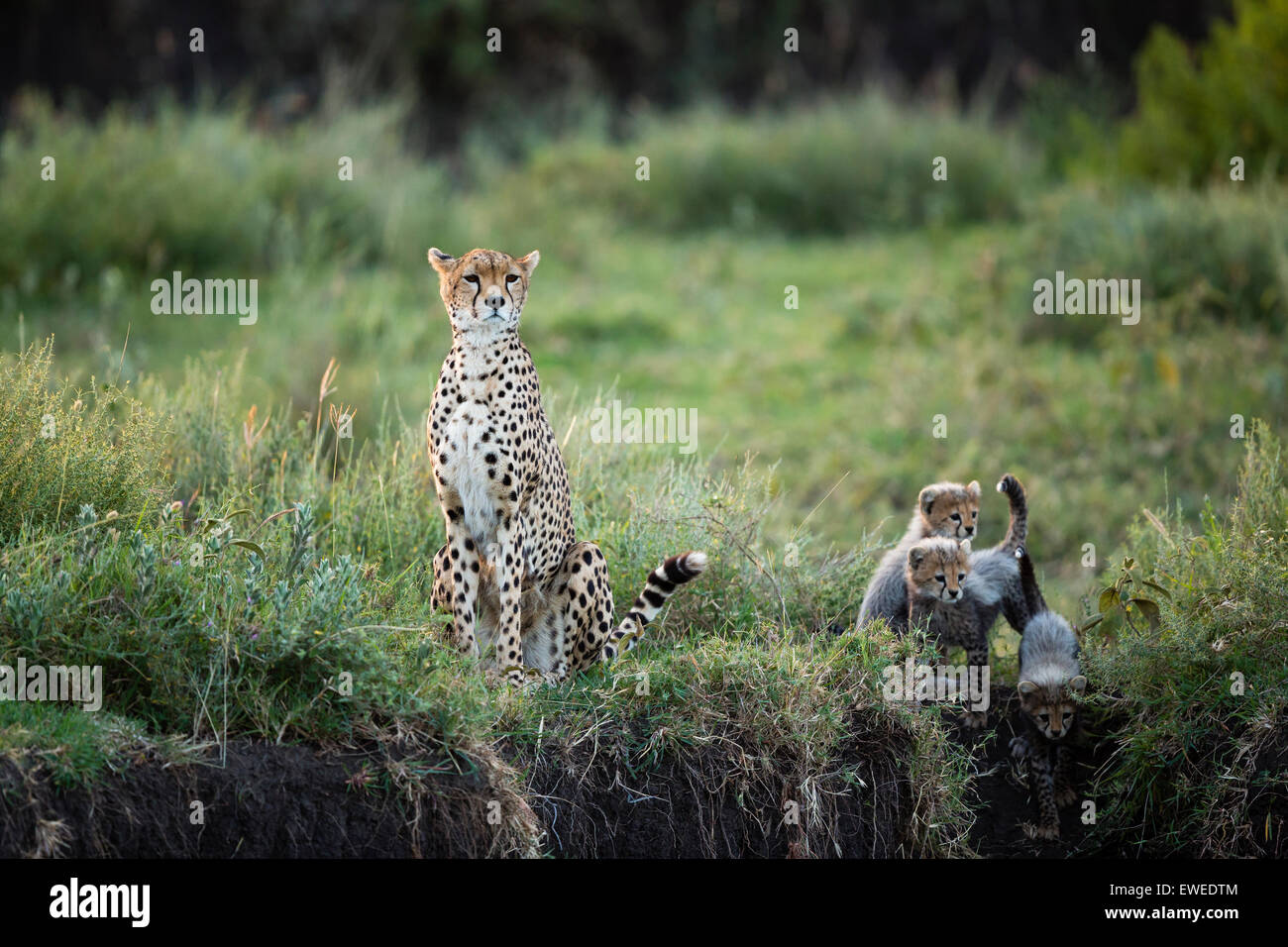 Mère guépard avec ses petits dans le Serengeti en Tanzanie Banque D'Images