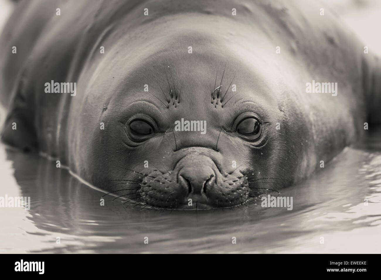 Bébé éléphant de mer, Elephant Point, Livingstone Island, Îles Shetland du Sud, l'Antarctique. Banque D'Images