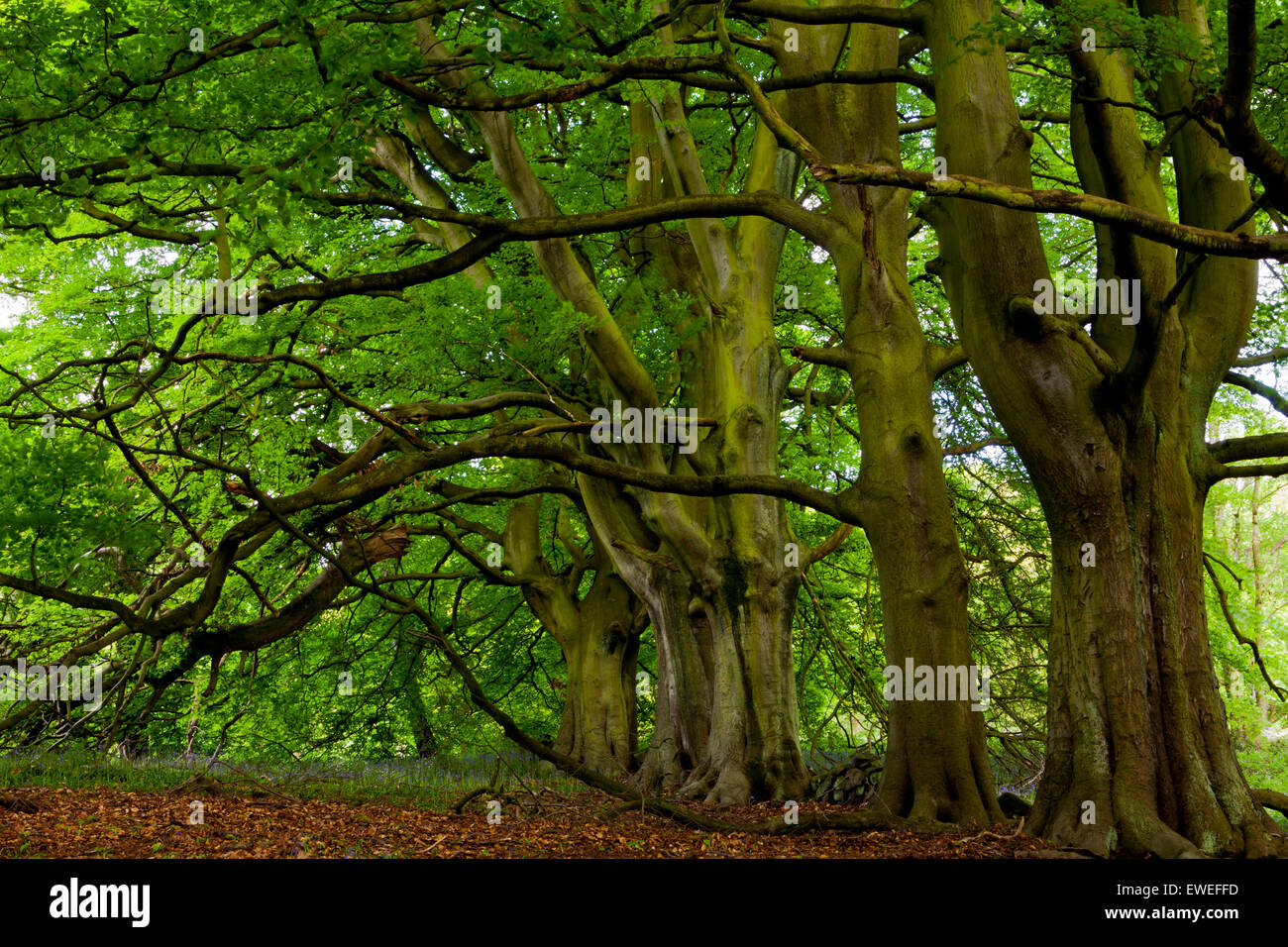 Le Hêtre Fagus sylvatica arbres forestiers de plus en plus en mai près de Lea Bridge dans le Derbyshire Peak District England UK Banque D'Images