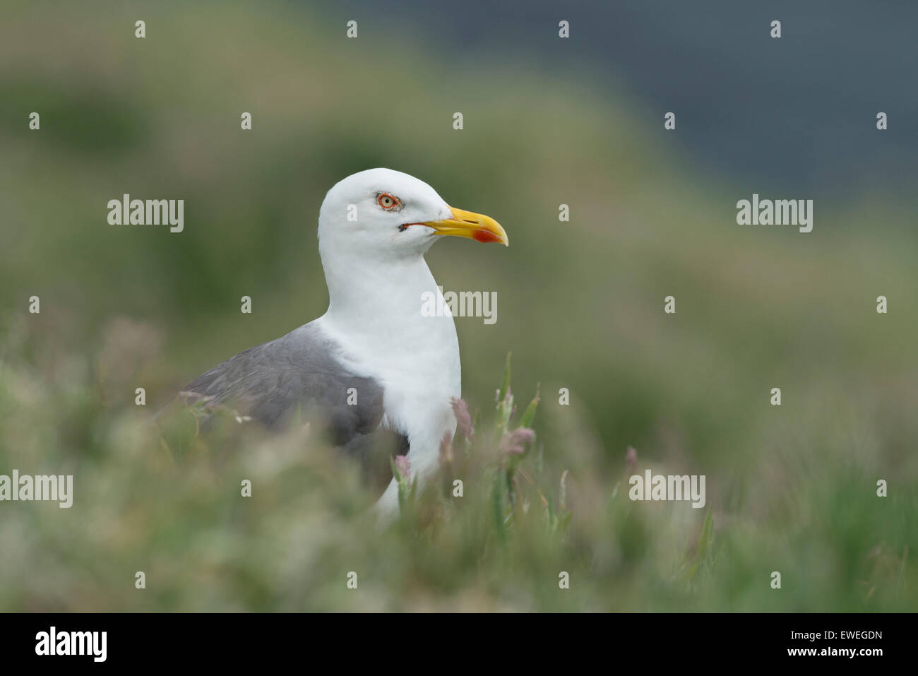 Moindre Goéland marin (Larus fuscus) Banque D'Images