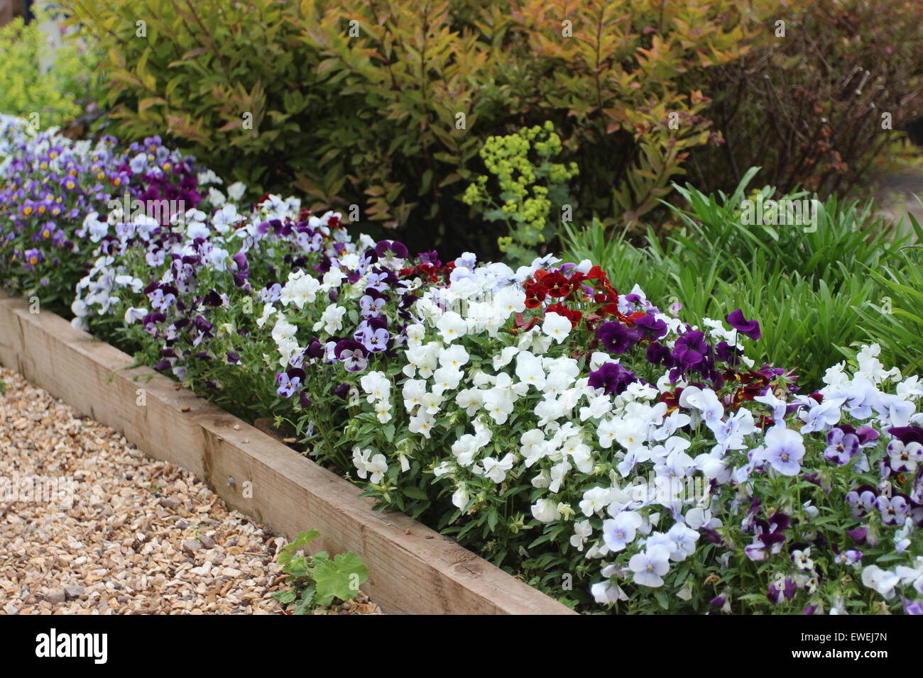 Belles plantes de jardin anglais affichage coloré Banque D'Images