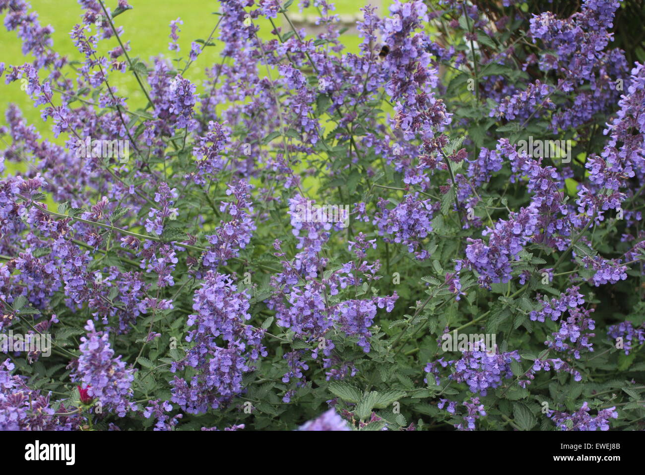 De beaux jardins beaucoup de couleur lavande et abeilles Banque D'Images