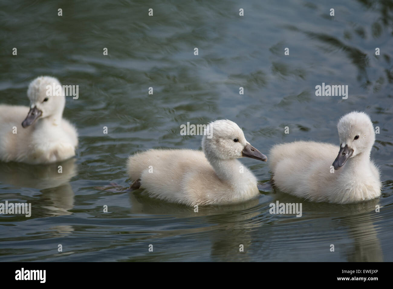 Trois jeunes mute swan (Cygnus olor) cygnets nageant à la surface d'un étang. Banque D'Images