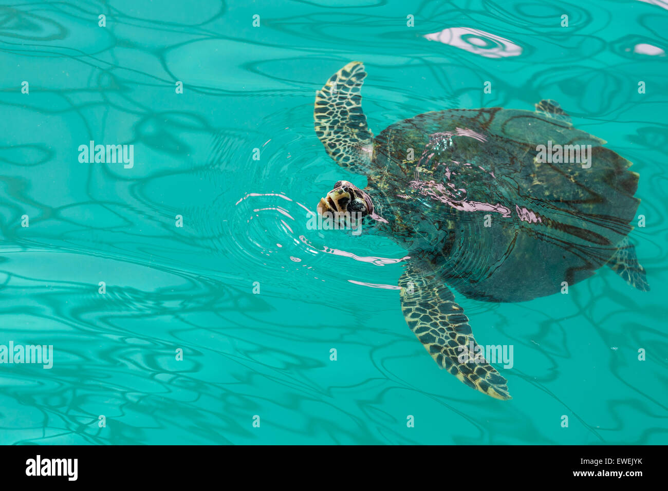 Tortue de mer nageant dans une piscine verte. Banque D'Images