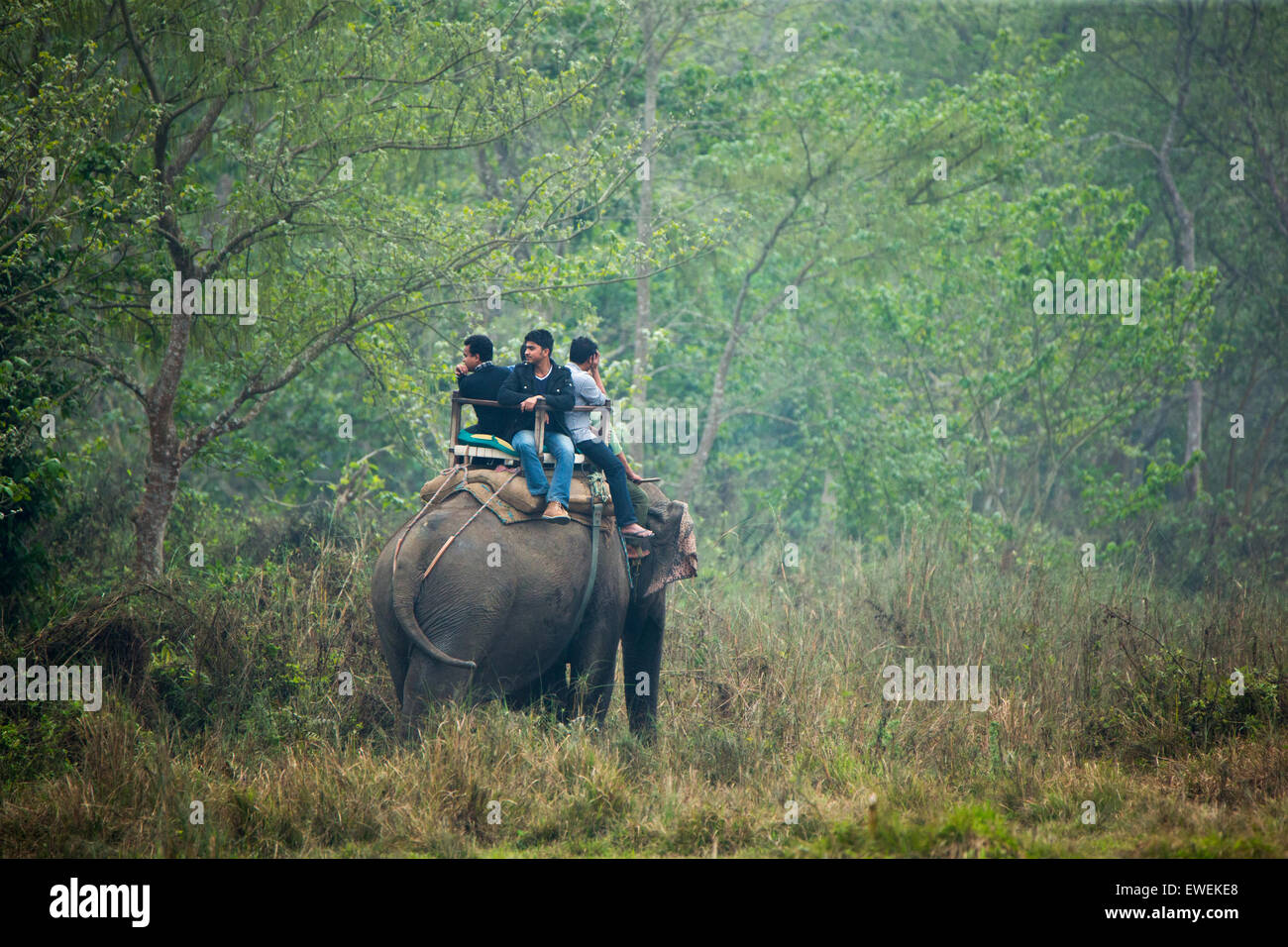 Les touristes sur un éléphant dans le parc national de Chitwan, au Népal Banque D'Images