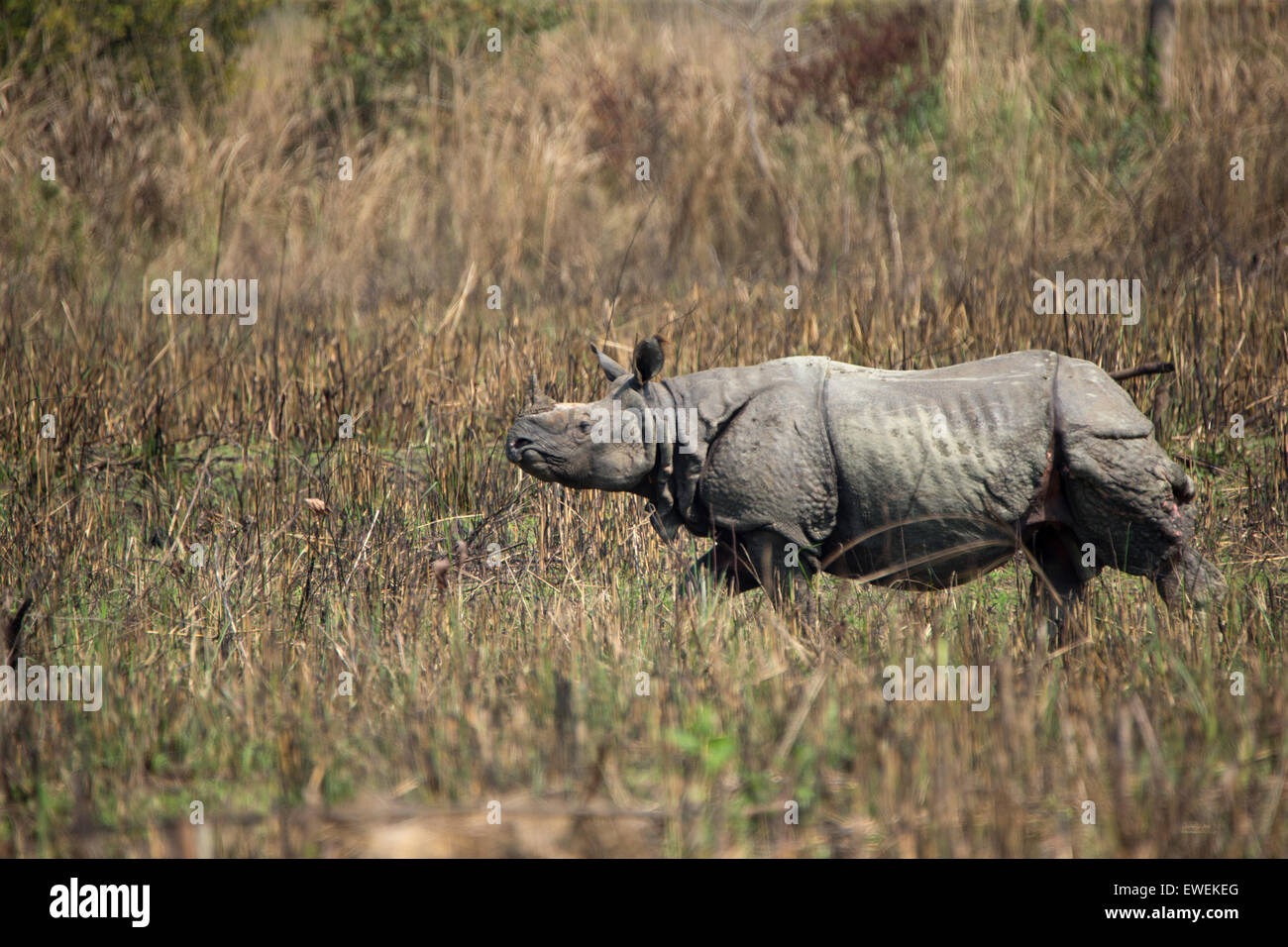 Un rhinocéros indien au parc national de Chitwan, au Népal Banque D'Images