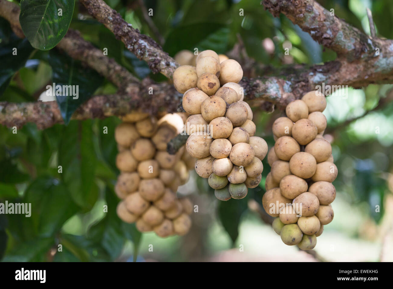 Longkong sur un arbre Banque D'Images