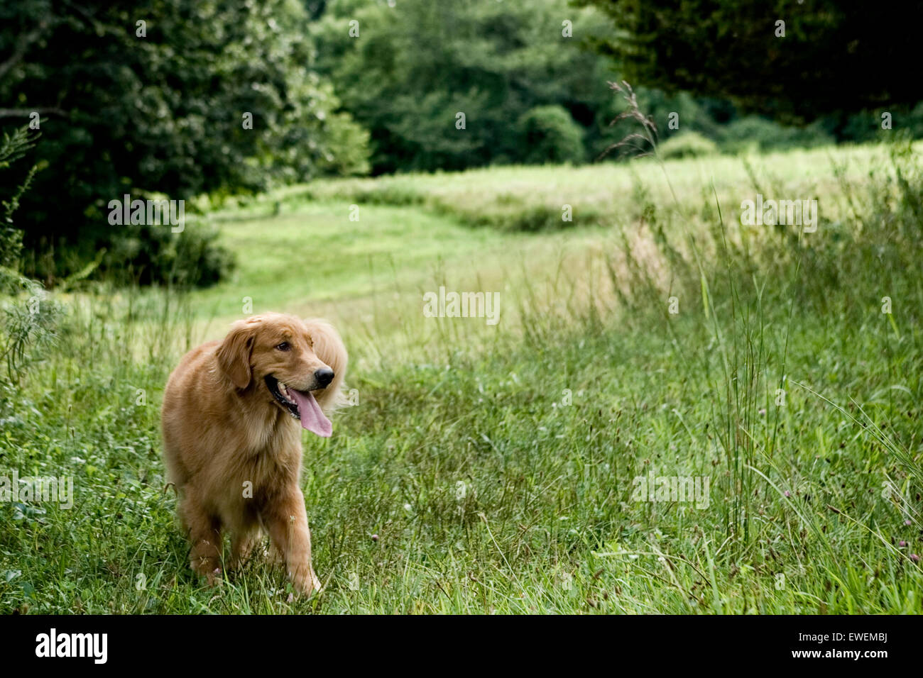 Des profils Golden Retriever dog en flânant dans un vaste terrain herbeux avec un fond d'arbres dans la nature Banque D'Images