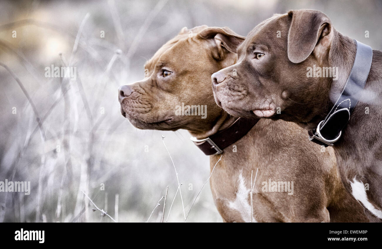 Deux chiens Staffordshire Bull Terrier profil côte à côte dans la nature avec un regard fixe Banque D'Images Deux chiens Staffordshire Bull Terrier profil côte à côte dans la nature avec un regard fixe Banque D'Images