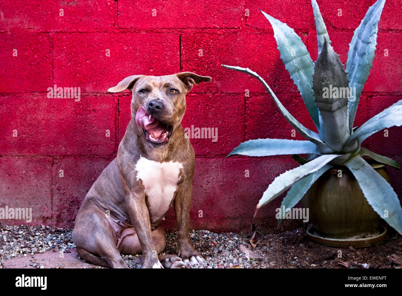 Portrait humoristique de pitbull chien assis contre le mur de blocs rouge côtelettes lécher à côté de cactus en pot Banque D'Images