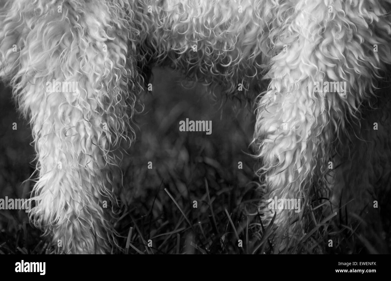 Close up portrait noir et blanc de petit manteau frisé boueux sale chien mouillé les jambes et le ventre dans l'herbe profil permanent Banque D'Images