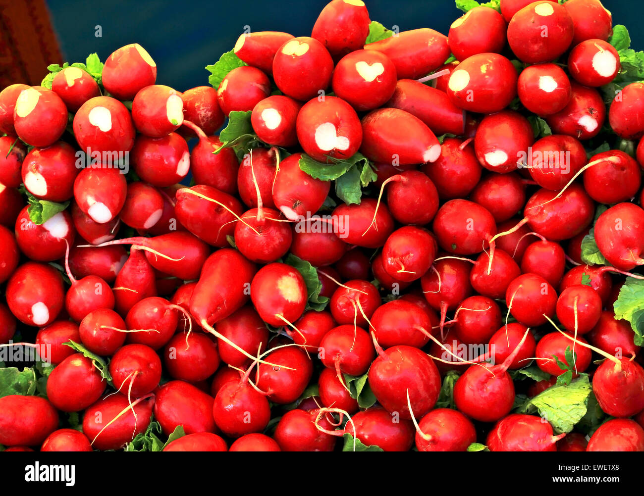 Radis rouge l sur le comptoir à vendre Banque D'Images