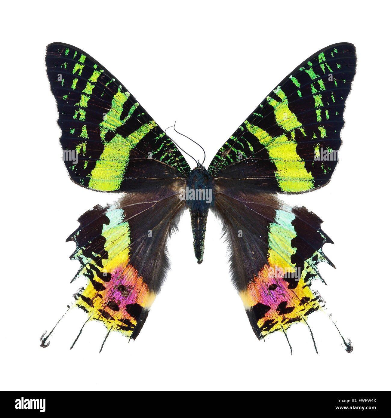 Beau papillon multicolore, Coucher de Moth, Urania ripheus (Madagascar), isolé sur fond blanc Banque D'Images
