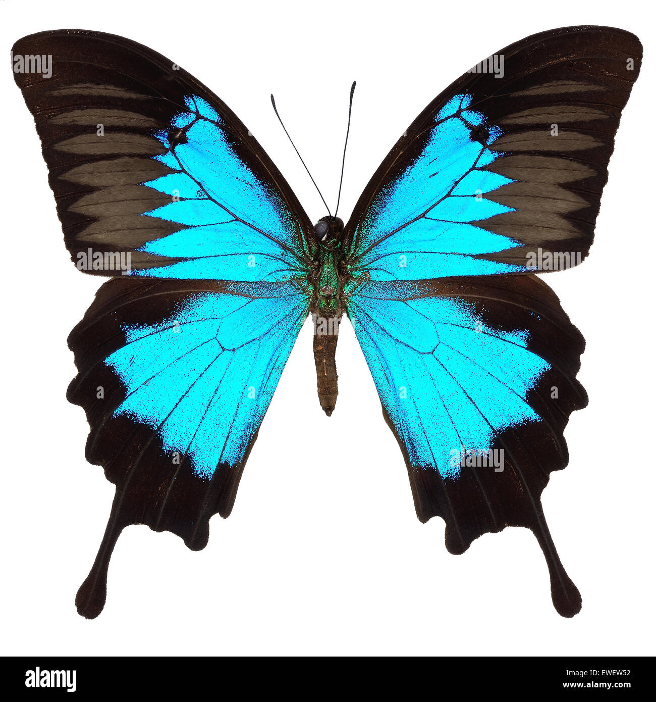 Beau papillon bleu, bleu, bleu de la montagne de l'empereur (Papilio ulysses), isolé sur fond blanc Banque D'Images