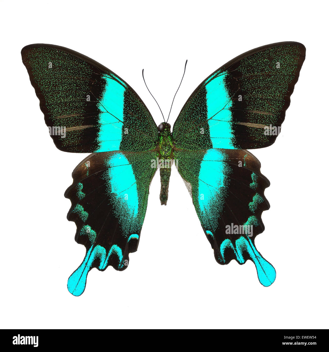 Beau papillon bleu et vert, vert majestueux Papilio blumei), isolé sur fond blanc Banque D'Images