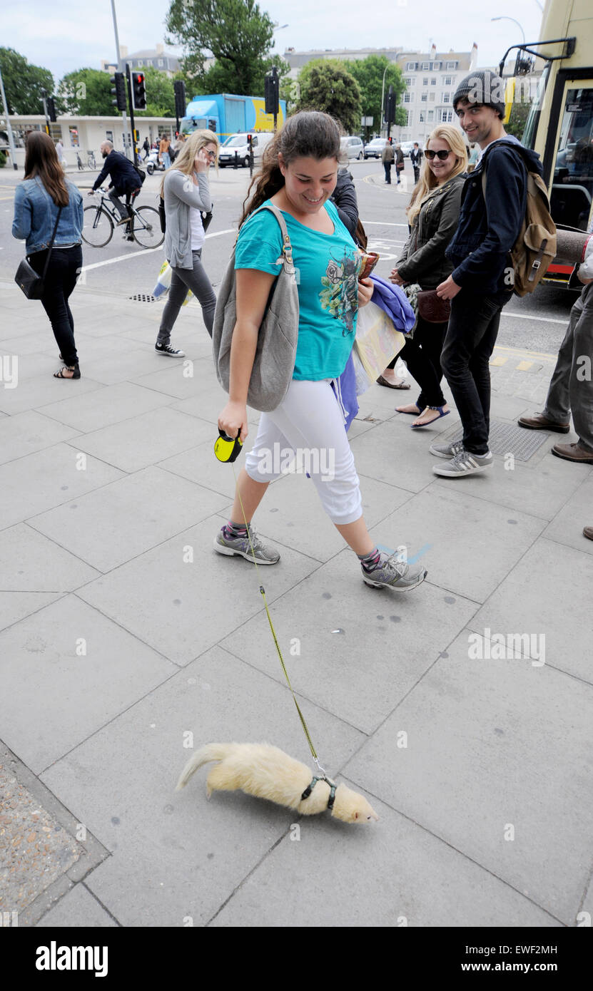 Brighton UK 23 juin 2015 - Jessica Martin peut souvent vu marcher son animal de compagnie furet blanc appelé "Petit Bouddha" dans les rues de Brighton où il est devenu bien connu Banque D'Images