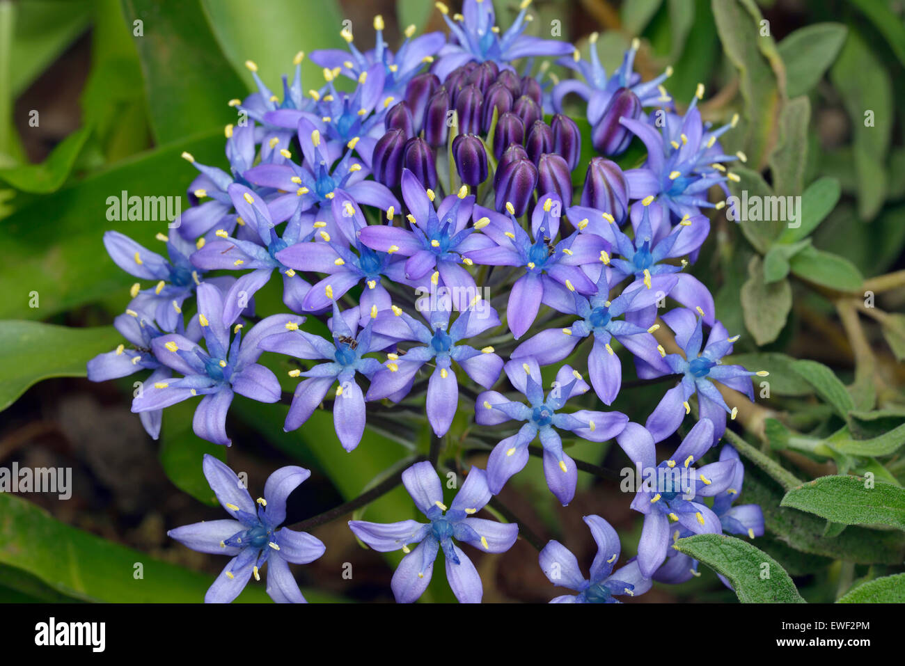 Squill Scilla peruviana portugais - Bleu Fleur de jardin Banque D'Images