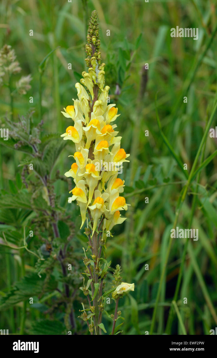 La linaire commune Linaria vulgaris - fleur sauvage jaune Banque D'Images