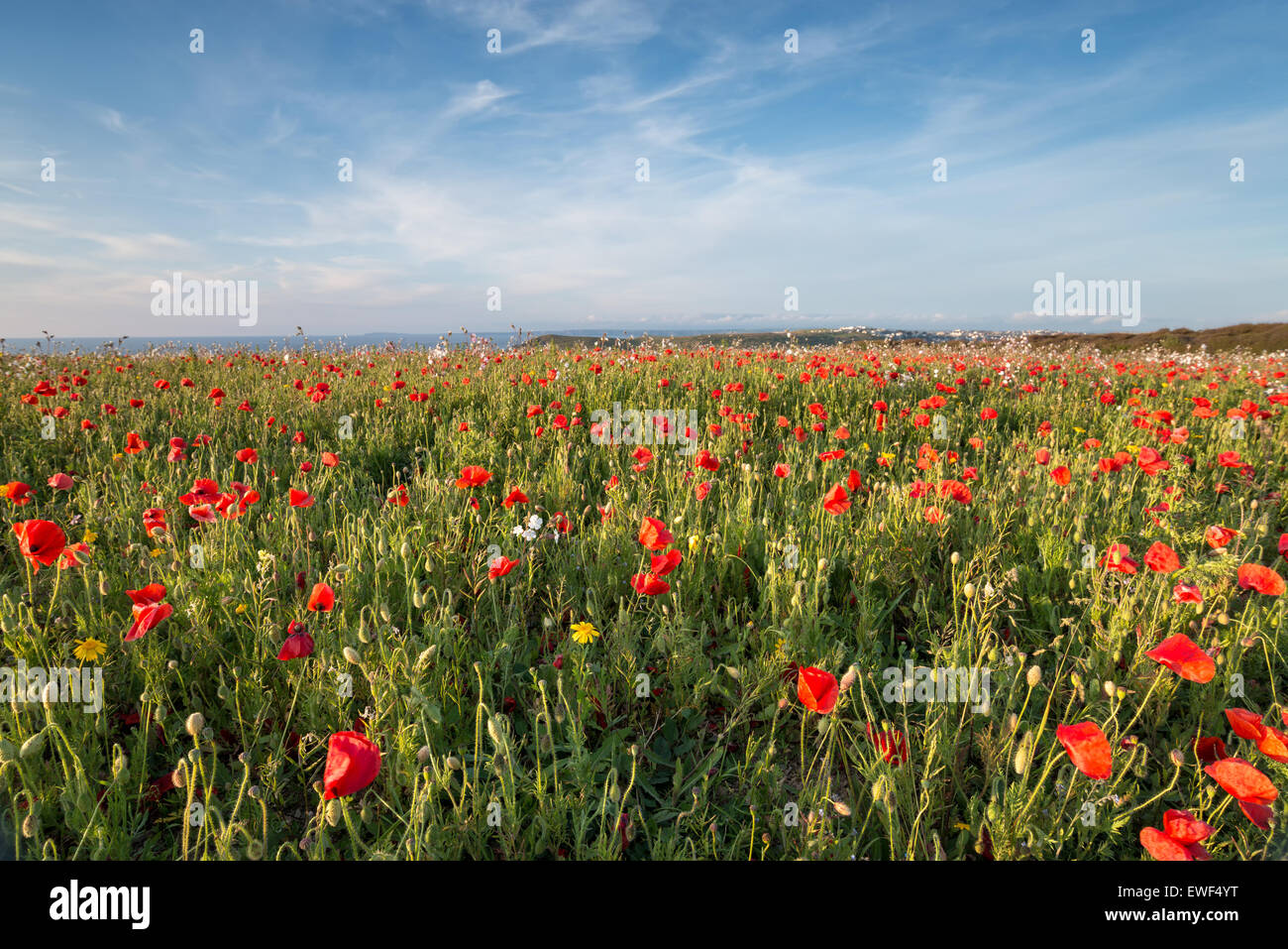 Une prairie de fleurs de maïs, coquelicots et blanc campion sur les falaises au-dessus de la plage de Crantock à Cornwall Banque D'Images