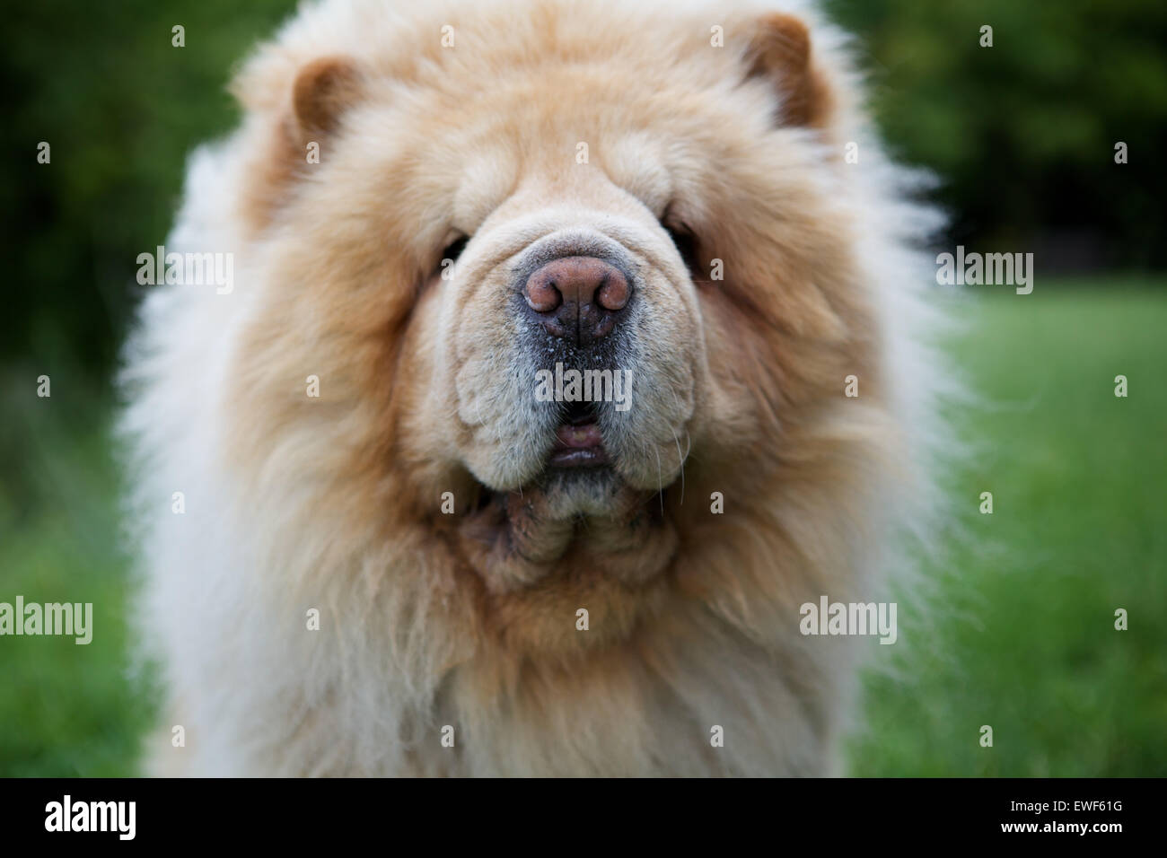 Gros plan du chien Banque D'Images