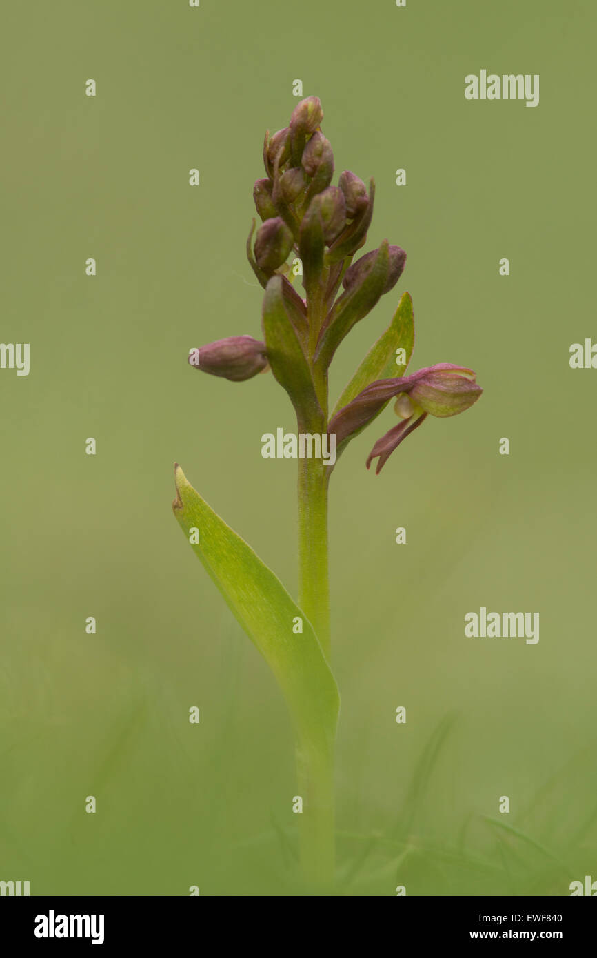 Une Grenouille Orchid photographié à Noar Hill dans le Hampshire. Banque D'Images