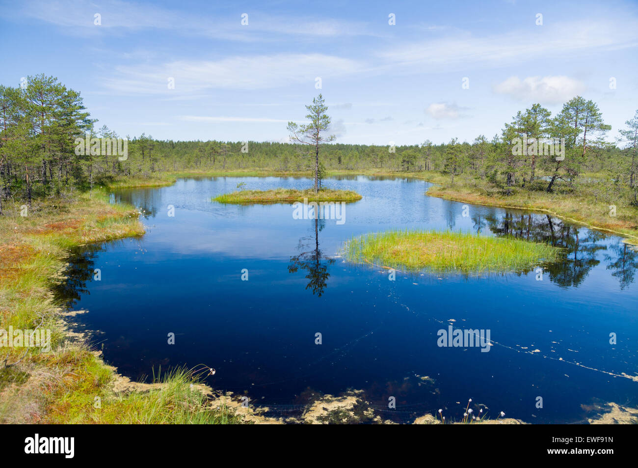 Marécages lake, petite île des Pins et de réflexion sur l'eau Banque D'Images
